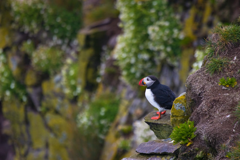 Atlantic Puffin